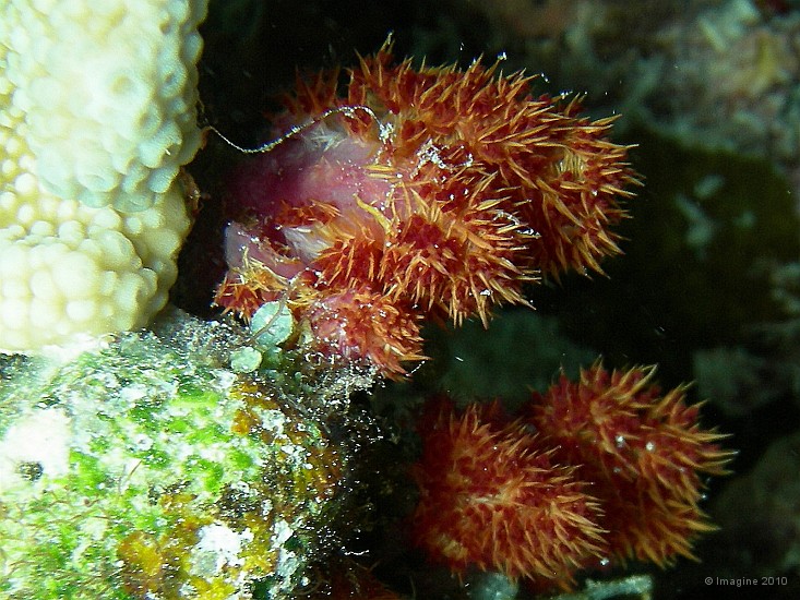 14- Alcyonaire (corail mou) - Ilot Kouare.JPG